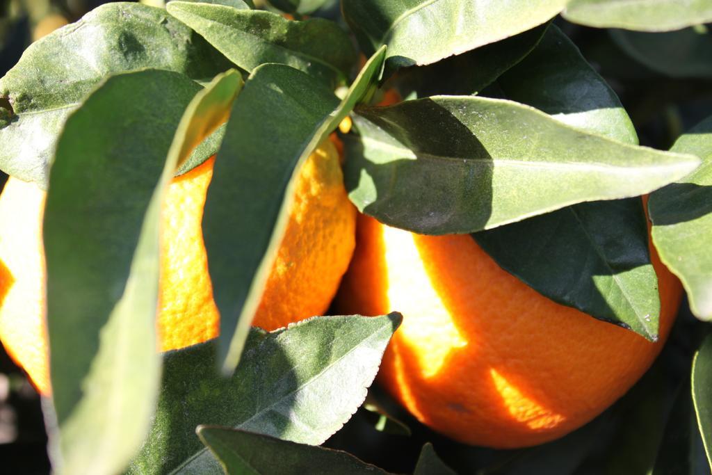 Casita Naranja Villa อะโลรา ห้อง รูปภาพ